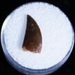 Dromaeosaur (Raptor) Tooth From Morocco #3390-1